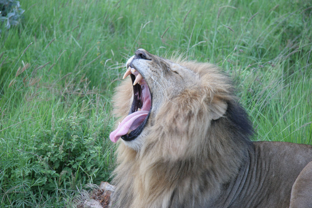 Kenia - Lion yawning