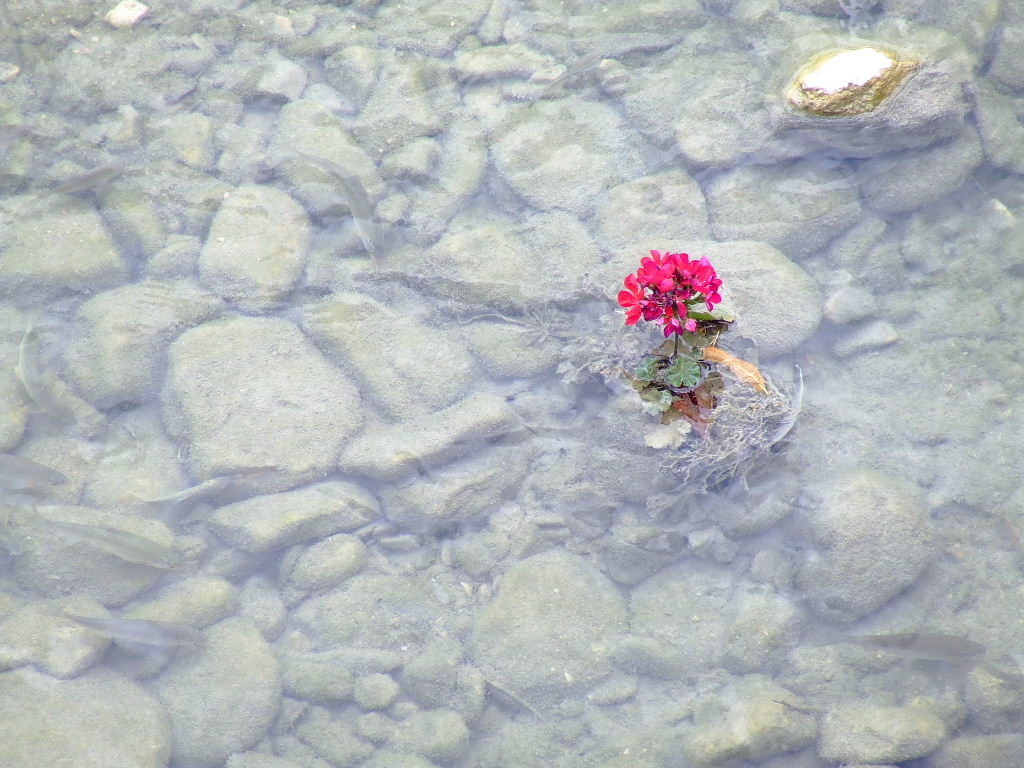 Fiore nel Ruscello