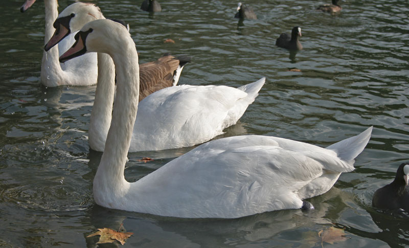Usciamo insieme stasera?