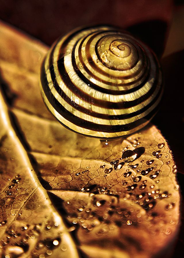 effetto seppia... naturale