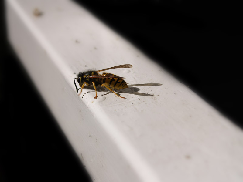 geometrie di una vespa