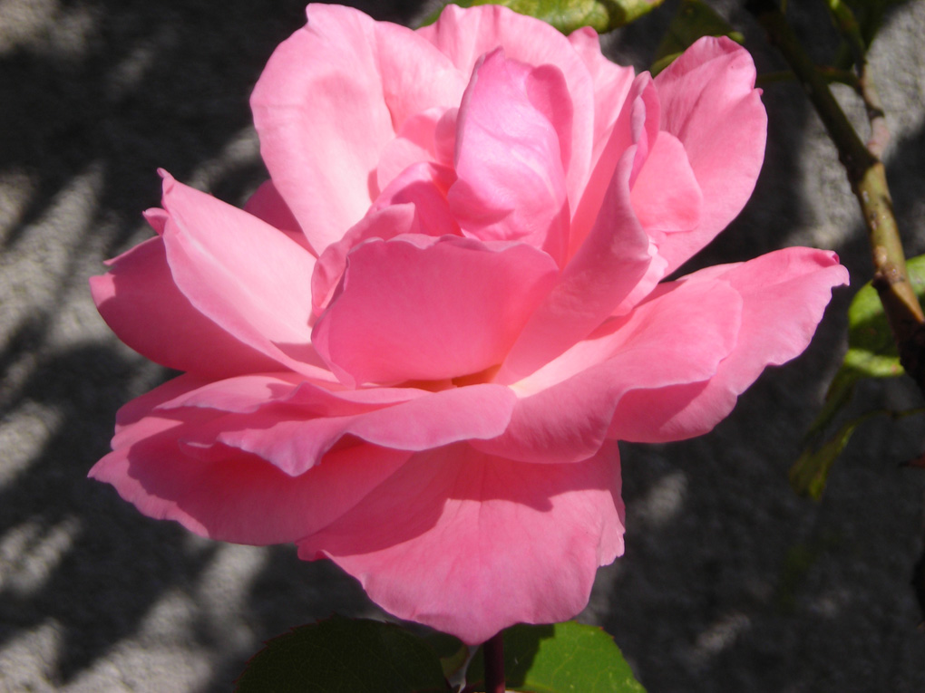 rosa