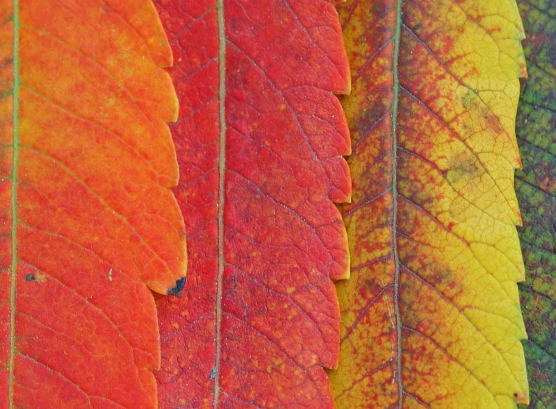 I colori delle foglie