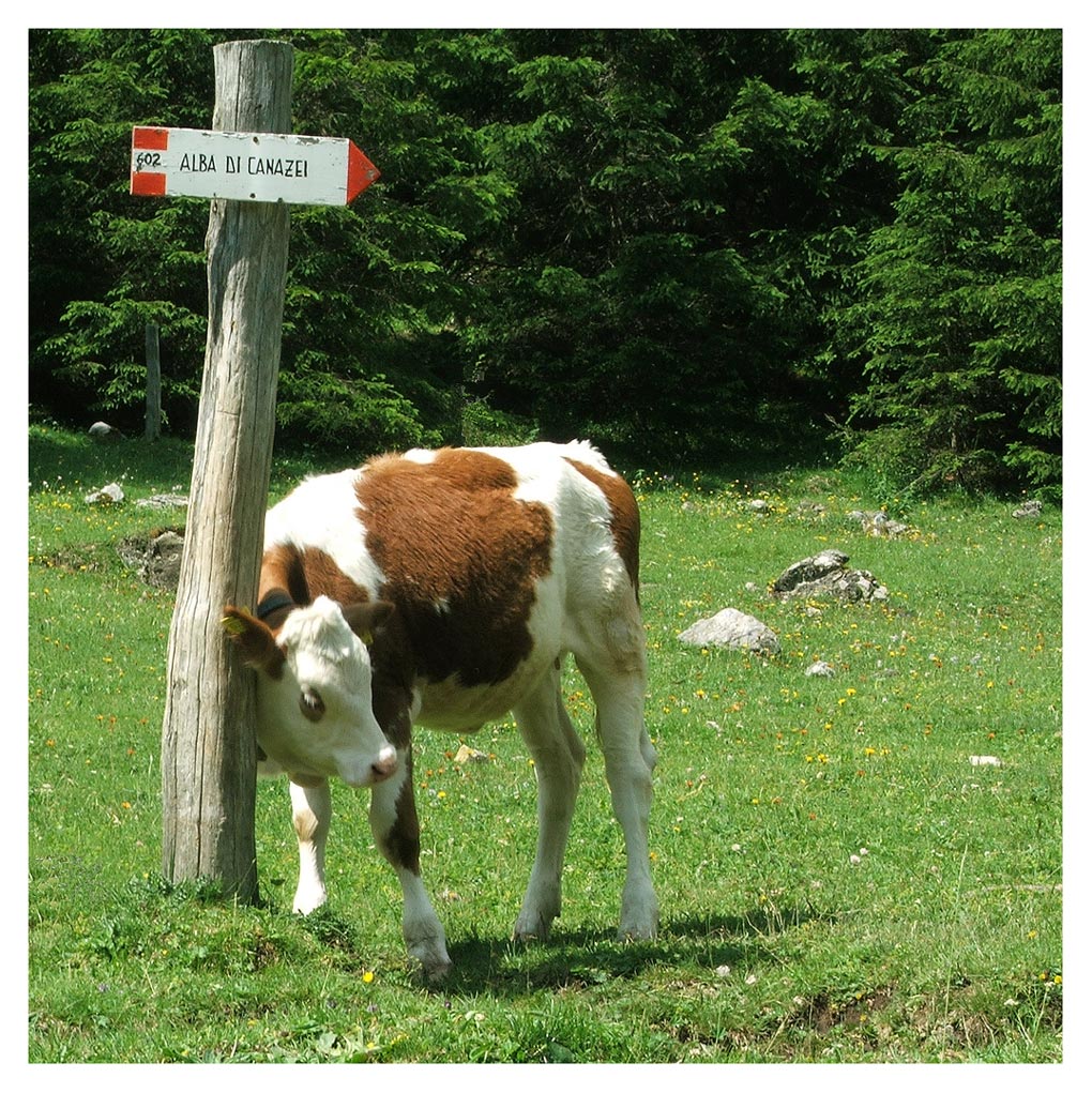 Mi sa che ho i pidocchi!!!