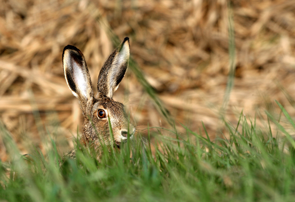 Lepre incontro ravvicinato
