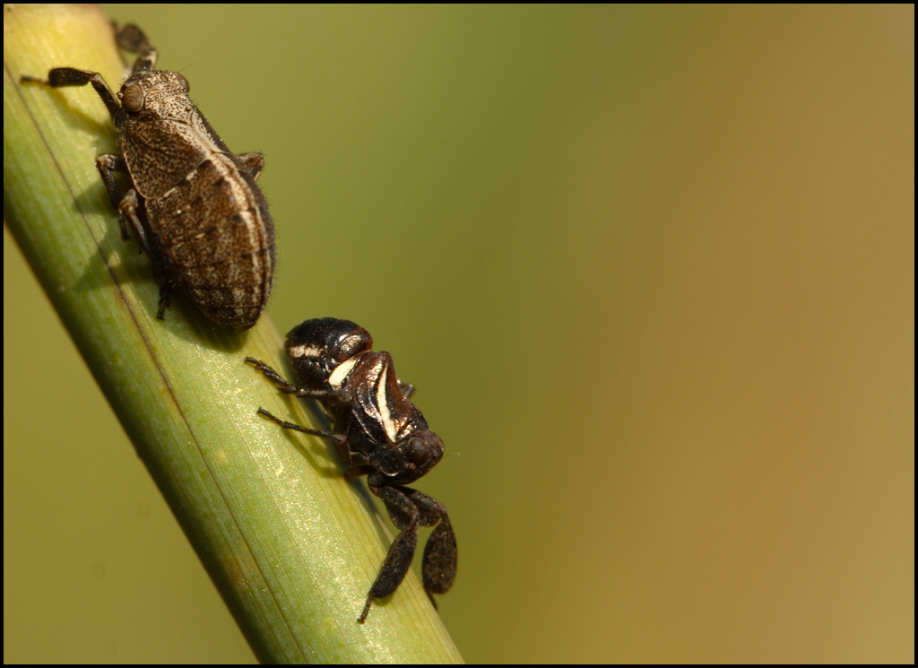 l'albero della cuccagna
