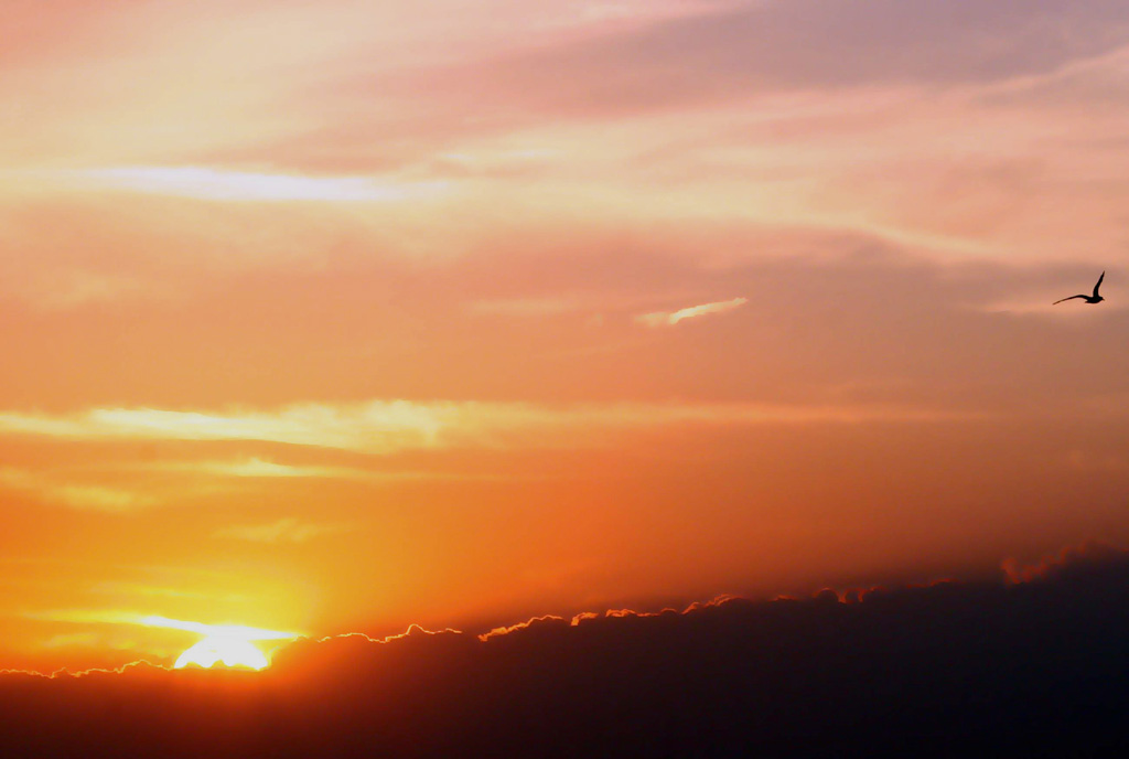 tramonto con gabbiano