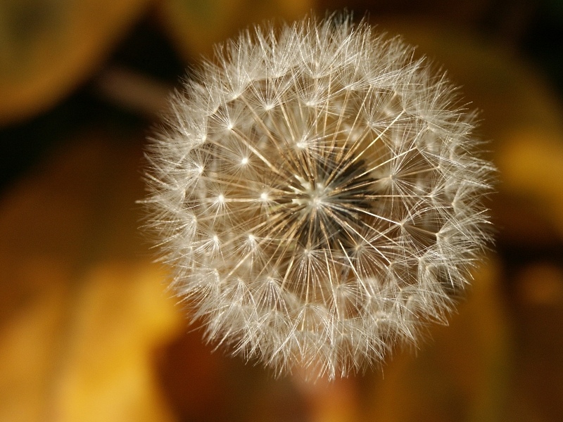 Prima che il vento lo disperda