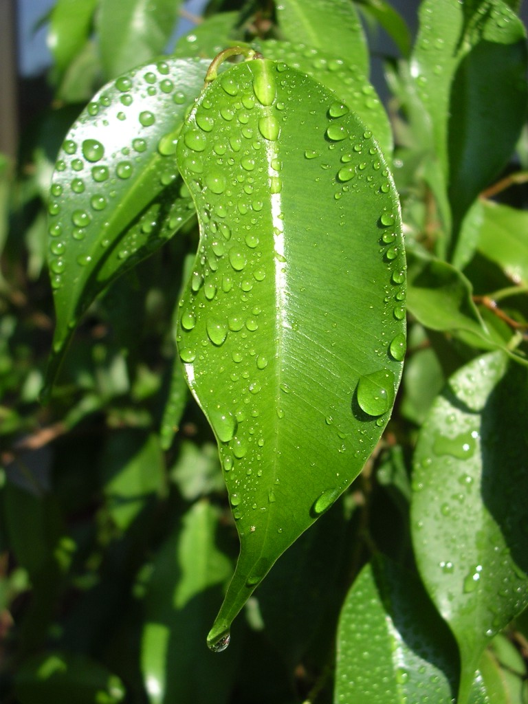 Gocce di Ficus