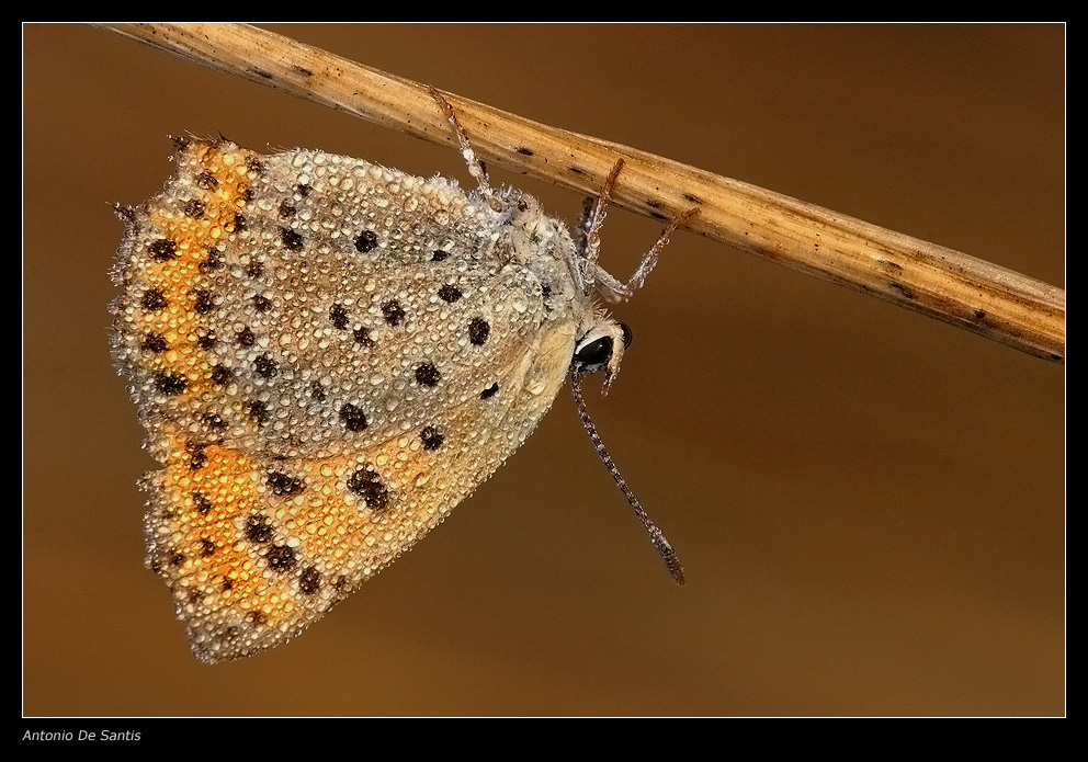Lycaena thersamon