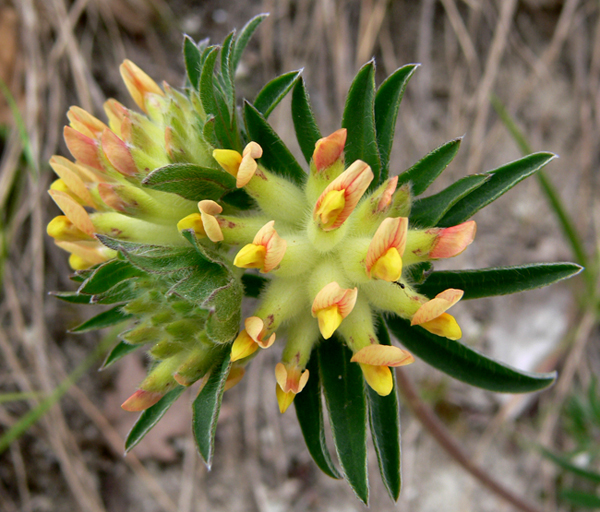 un fuoco d'artificio