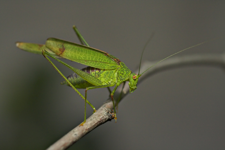 la pazienza ha un limite