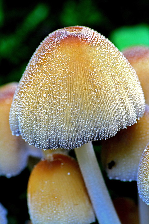 Fungi