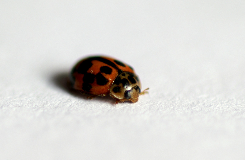 Coccinella in paradiso....