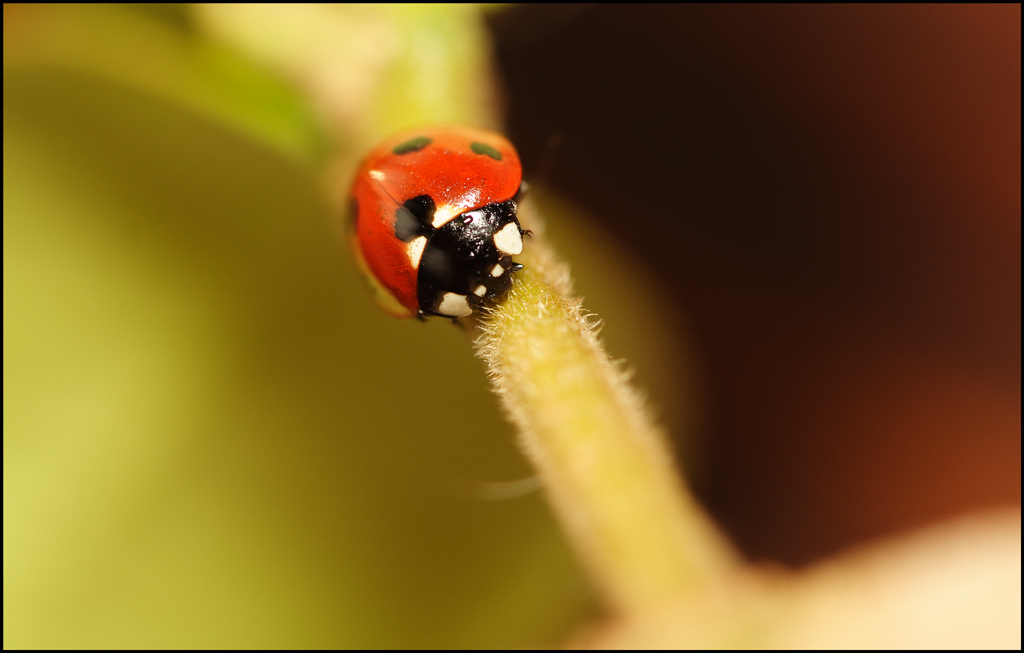 Coccinella