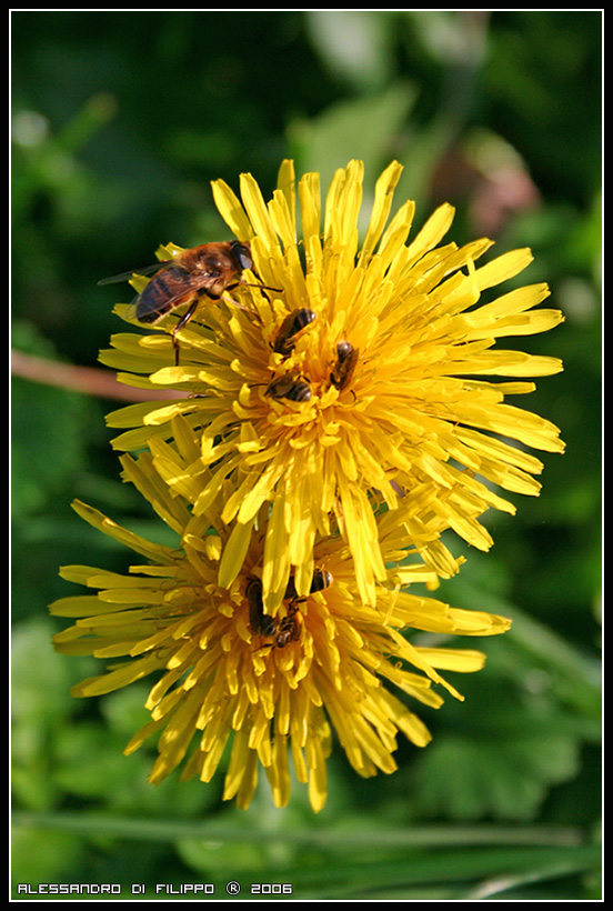 Giallo... che passione!