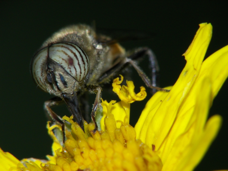 ennesima scorpacciata