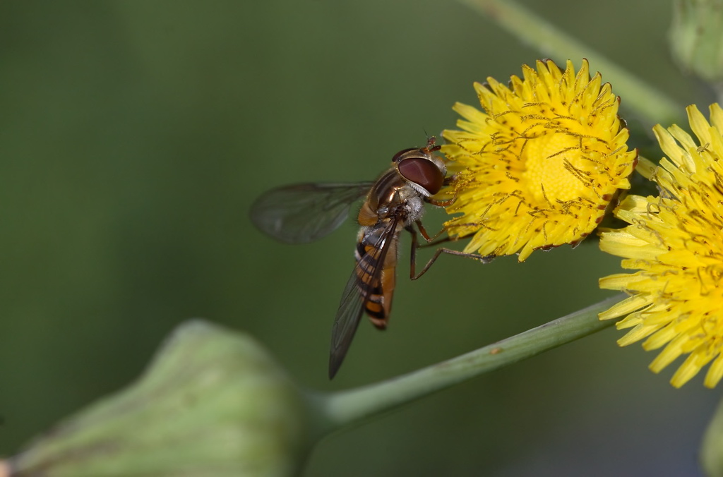 la sorella di LULU'..