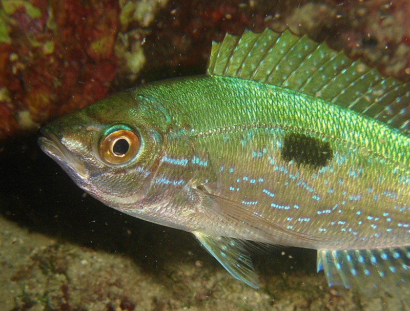 Dedicata a tutti gli amanti del mare