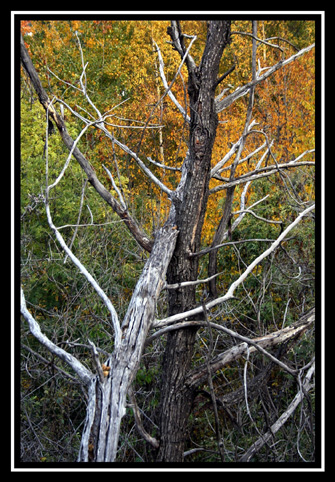 Finch� morte non vi separi