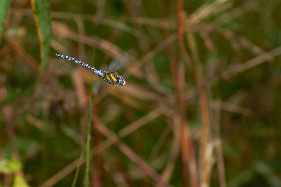 Se poi non volano che le zanzare II