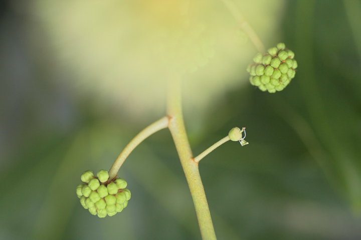 il peccato originale