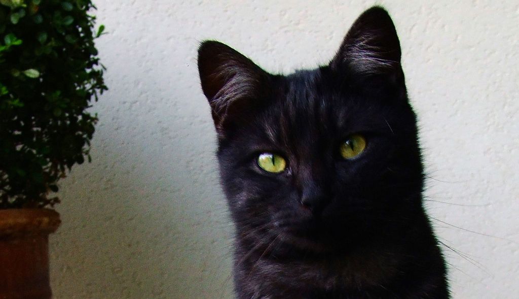 Mi � semblato di vedele un gatto...