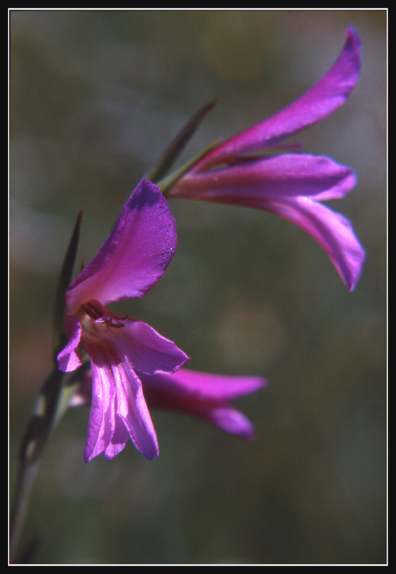 gladiolo selvatico