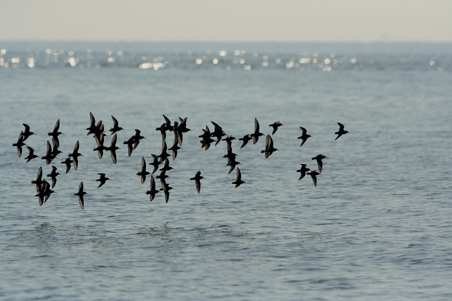 Piovanelli pancianera