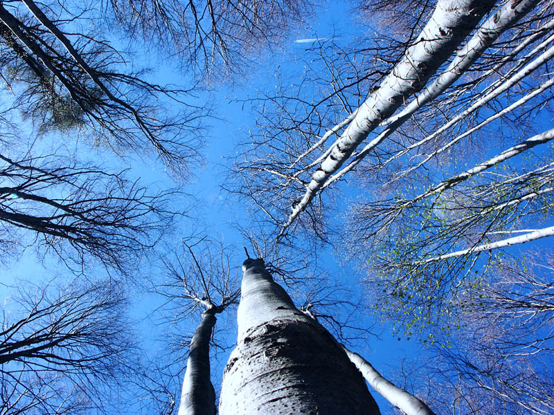 inizio di primavera in faggeta