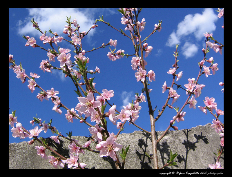 Le ragazze del muretto