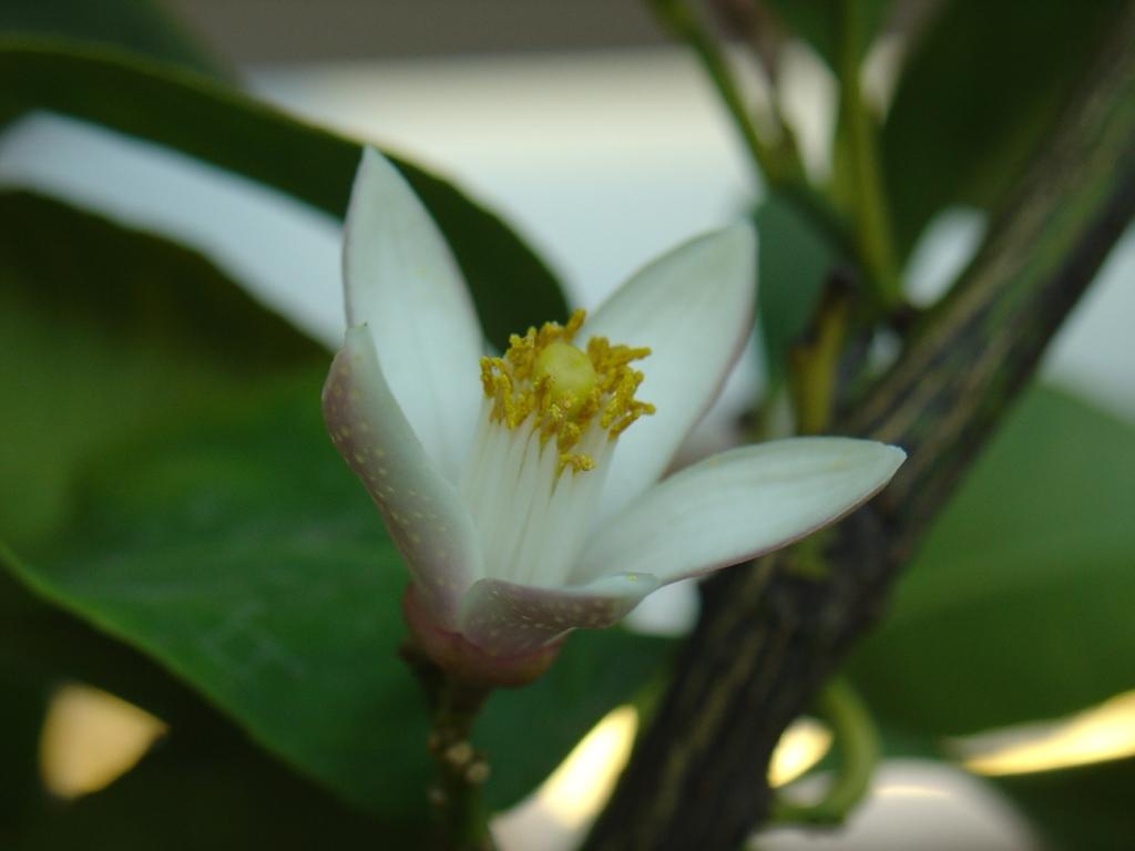 Primavera di Ottobre 3