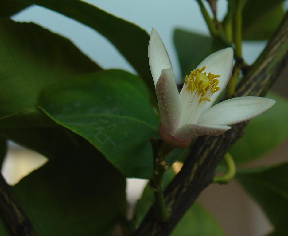 Primavera di Ottobre 4