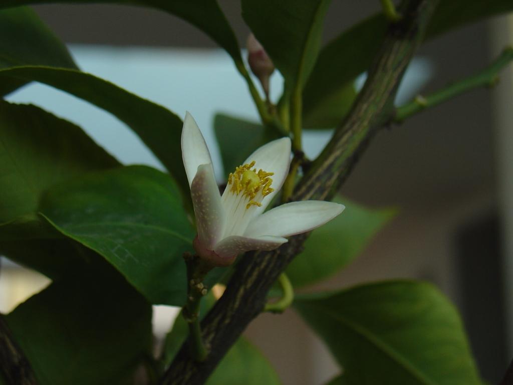 Primavera di Ottobre 5