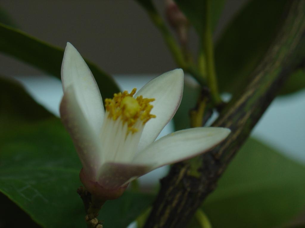 Primavera di Ottobre 6