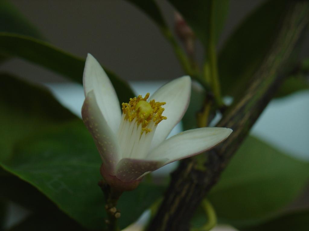 Primavera di Ottobre 7