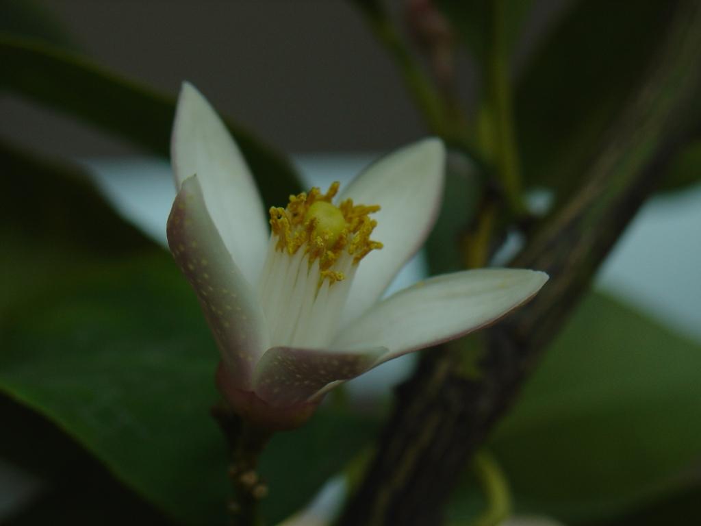 Primavera di Ottobre 8