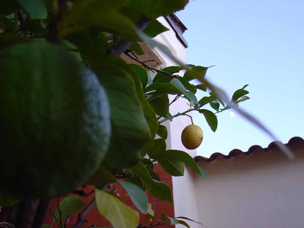 Limoni sulla luna 2