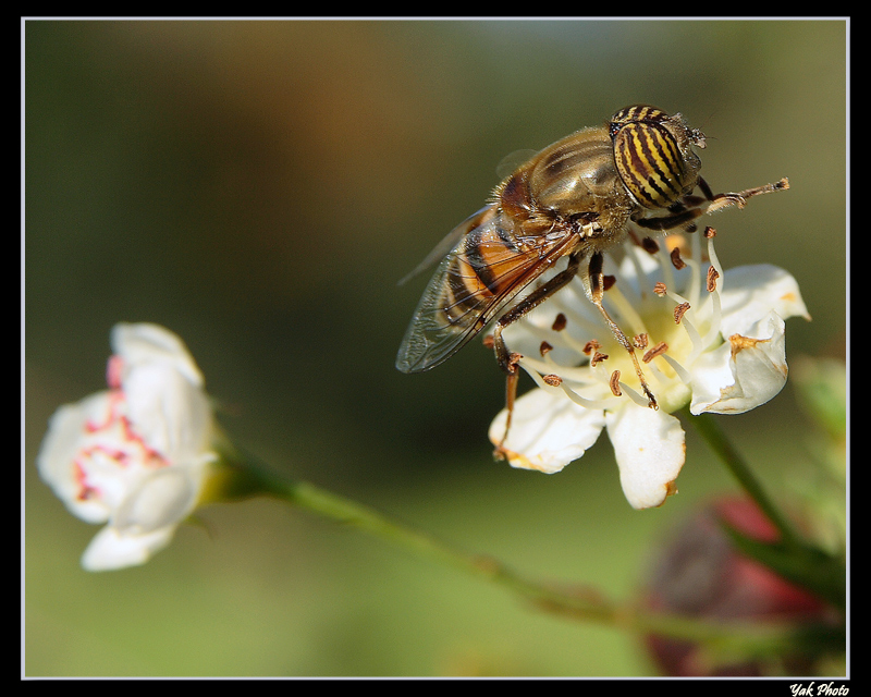Sul Fiore prendo il sole.