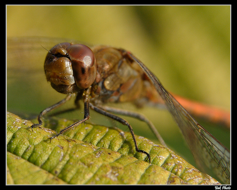 Incontro ravvicinato