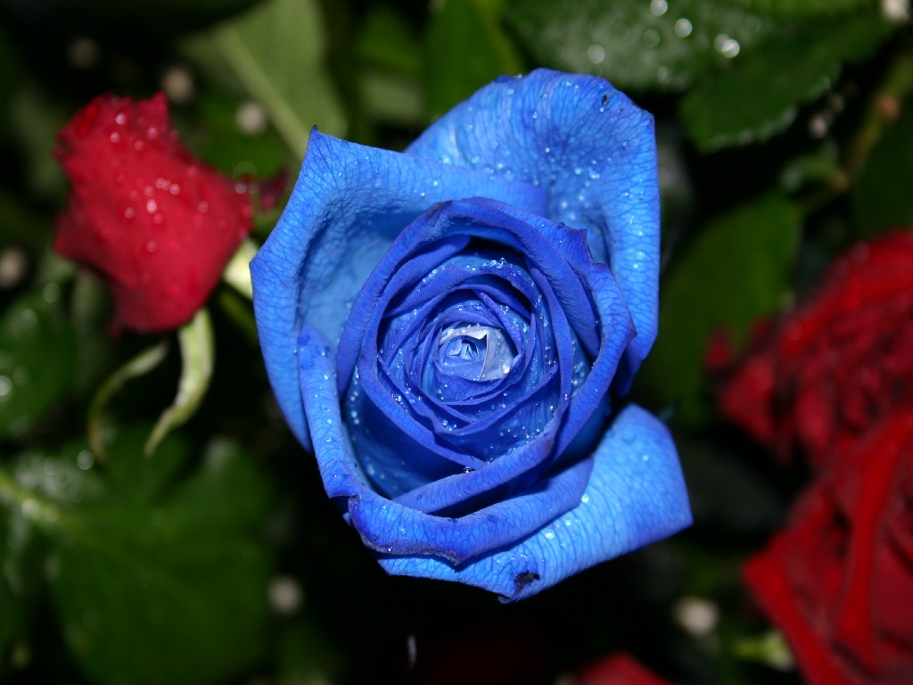 Una "Rosa Blu".