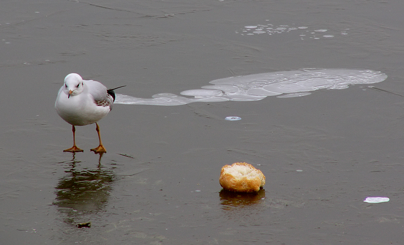 FOTO-FUMETTO COLAZIONE SUL GHIACCIO- FOTO  10