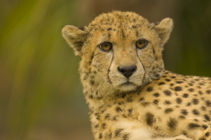 Cheetah