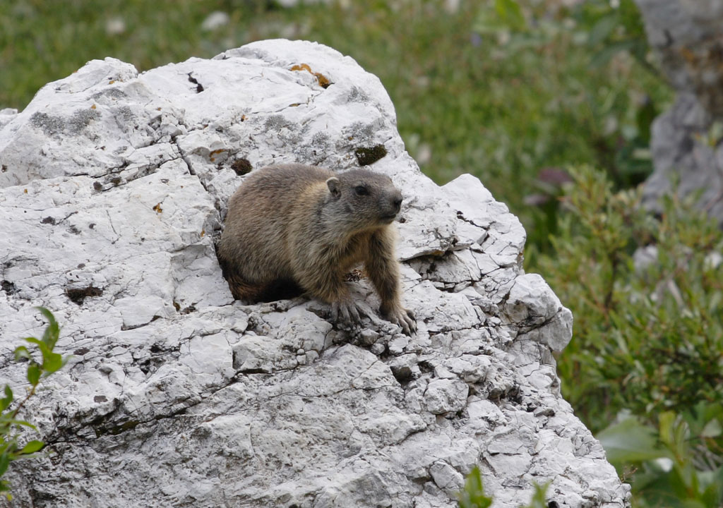 Marmotta - CROP 100%