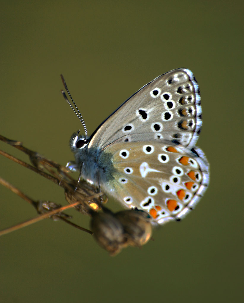 fatta qualche giorno fa...