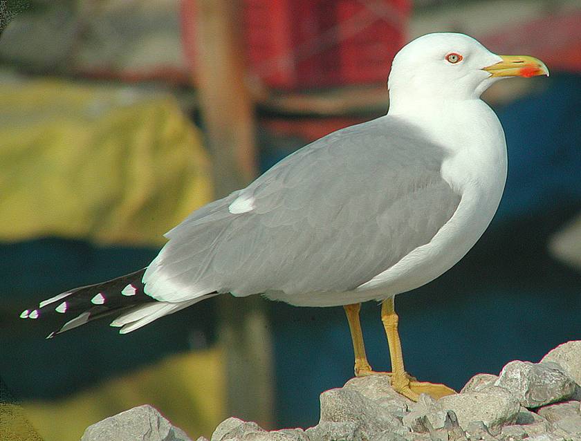 Gabbiano reale (Larus michahellis)