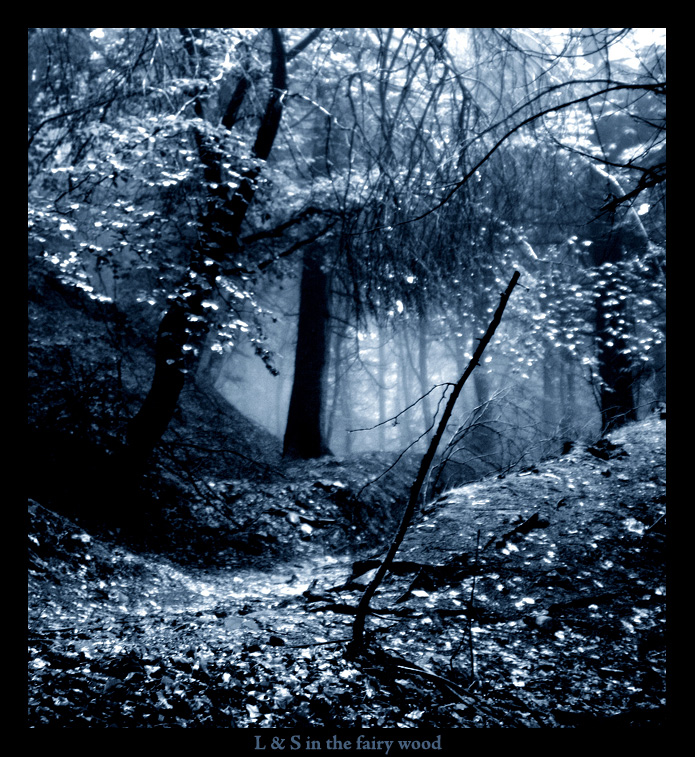 Light & shadow in a fairy wood