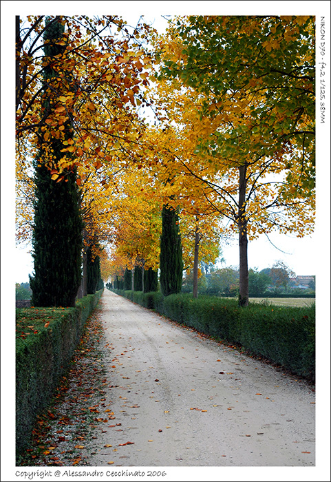 Viale autunnale