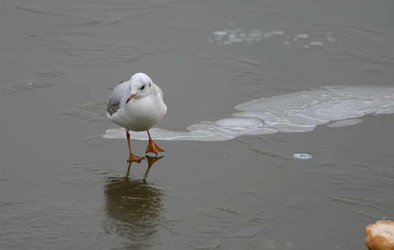 foto 13 foto-fumetto colazione sul ghiaccio