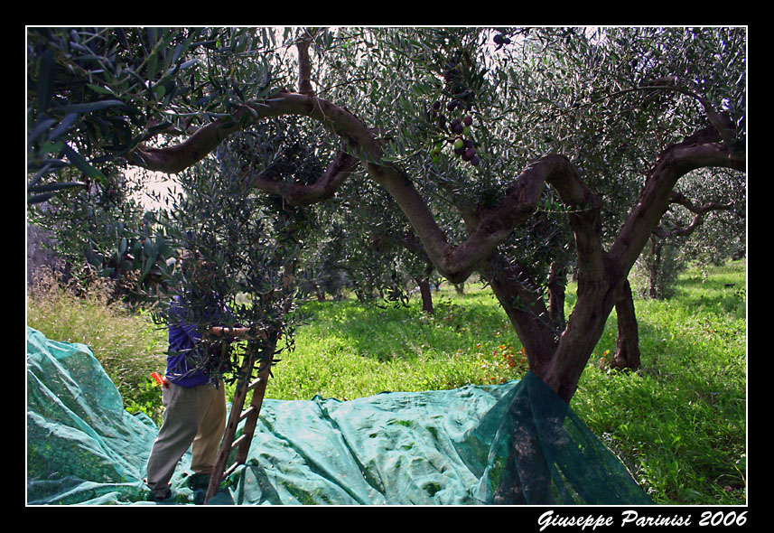La raccolta delle olive